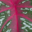 Caladium bicolor Caladium bicolor Engelsflügel Heart of Jesus.jpg