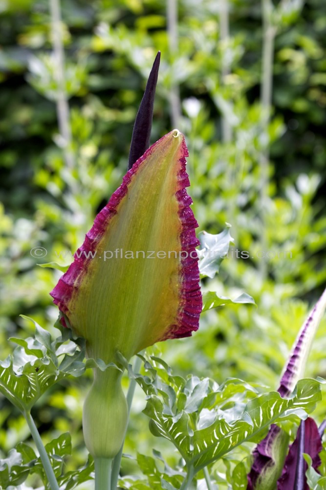 Dracunculus vulgaris Gemeine Drachenwurz Dragon Arum_1.jpg