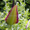 Dracunculus vulgaris Gemeine Drachenwurz Dragon Arum_1.jpg