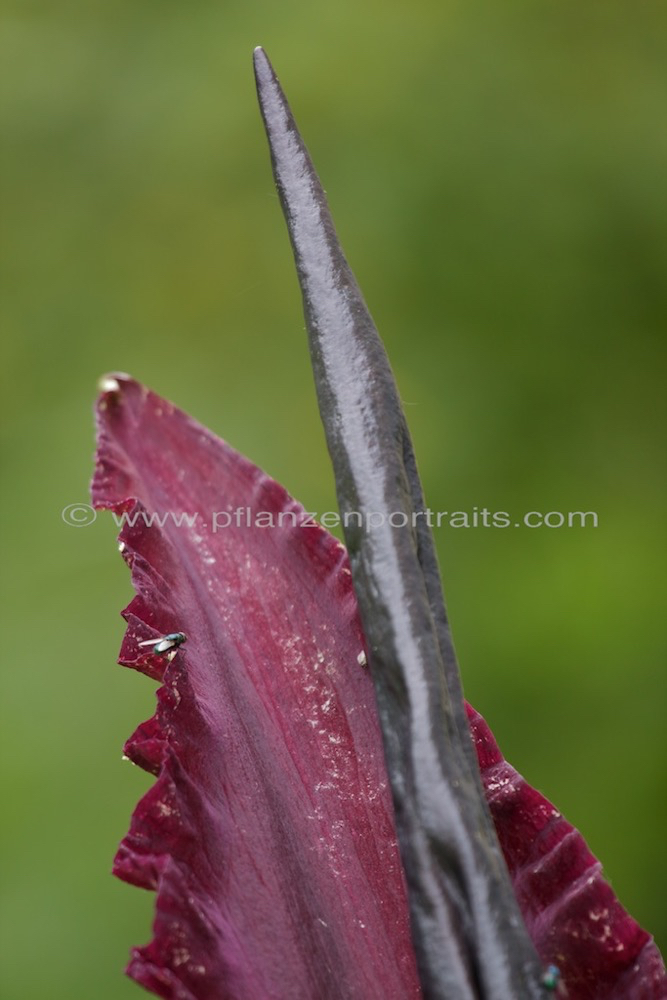 Dracunculus vulgaris Gemeine Drachenwurz Dragon Arum.jpg