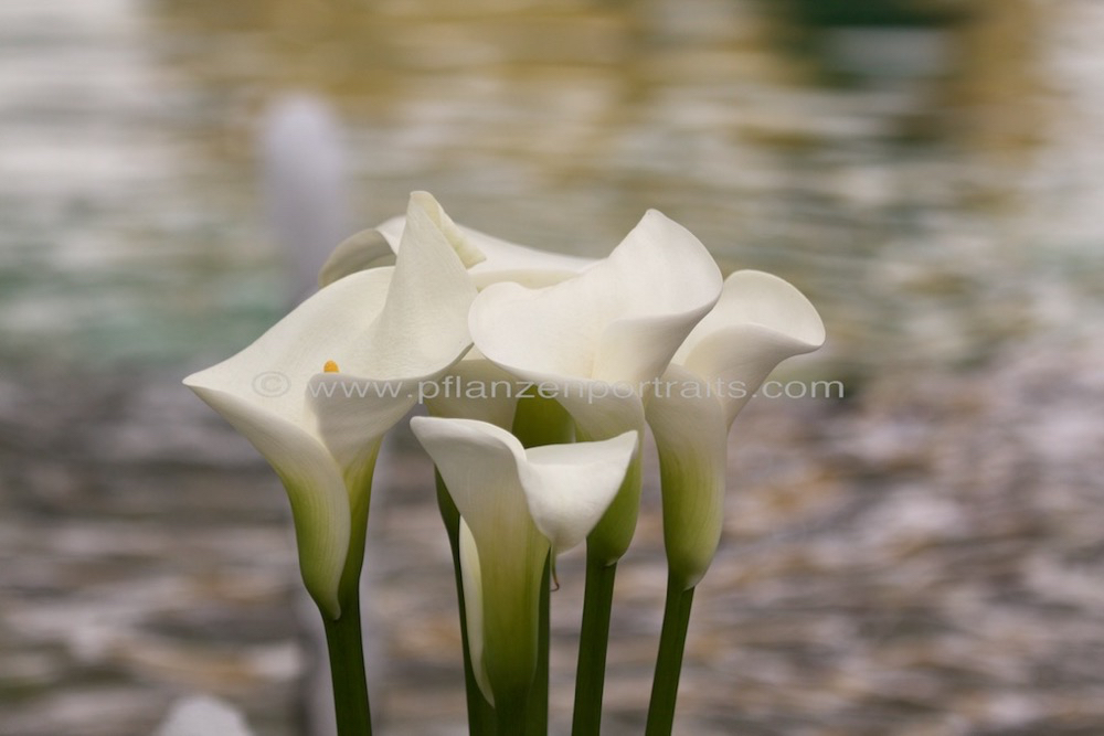 Zantedeschia aethiopica Calla Arum lily.jpg