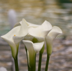 Zantedeschia aethiopica Calla Arum lily.jpg