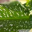 Zantedeschia albomaculata  Gefleckte Kalla Spotted Arum 2.jpg