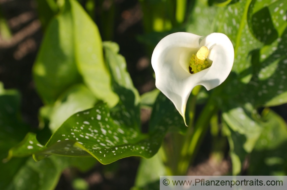 Zantedeschia albomaculata  Gefleckte Kalla Spotted Arum 3.jpg