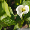 Zantedeschia albomaculata  Gefleckte Kalla Spotted Arum 3.jpg