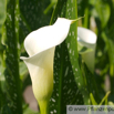 Zantedeschia albomaculata  Gefleckte Kalla Spotted Arum.jpg