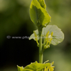 Aristolochia clematitis Osterluzei European Birthwort 2.jpg