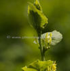 Aristolochia clematitis Osterluzei European Birthwort 3.jpg