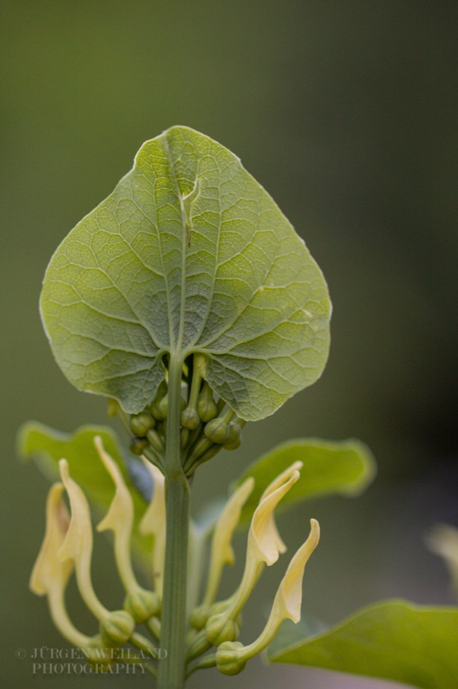 Aristolochia clematitis Osterluzei European Birthwort.jpg