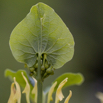 Aristolochia clematitis Osterluzei European Birthwort.jpg