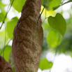 Aristolochia gigantea Pfeifenblume Giant Pelican Flower 2.jpg