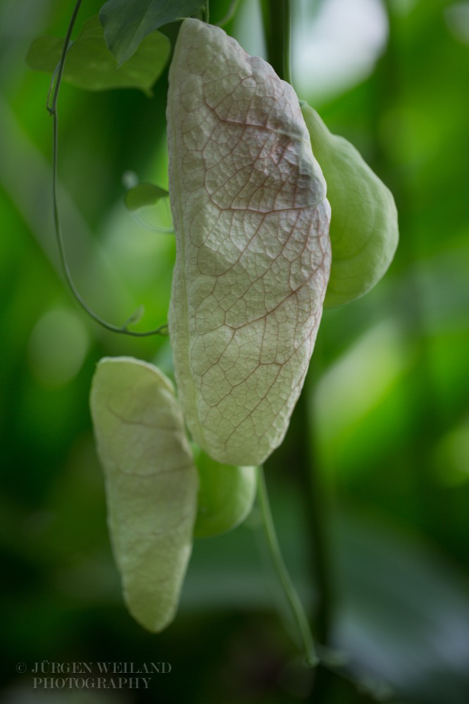 Aristolochia gigantea Pfeifenblume Giant Pelican Flower.jpg