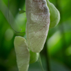 Aristolochia gigantea Pfeifenblume Giant Pelican Flower.jpg