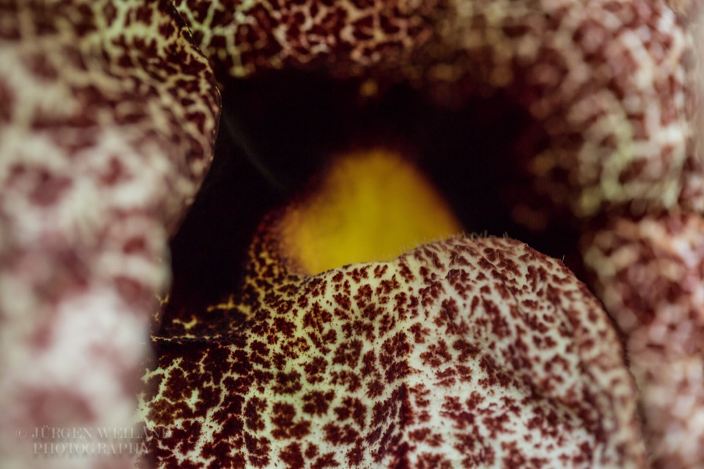 Aristolochia gigantea Pfeifenblume Giant Pelican Flower3.jpg