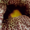 Aristolochia gigantea Pfeifenblume Giant Pelican Flower3.jpg