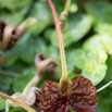 Aristolochia lindneri.jpg