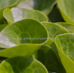 Asarum europeum Haselwurz European Wild Ginger.jpg