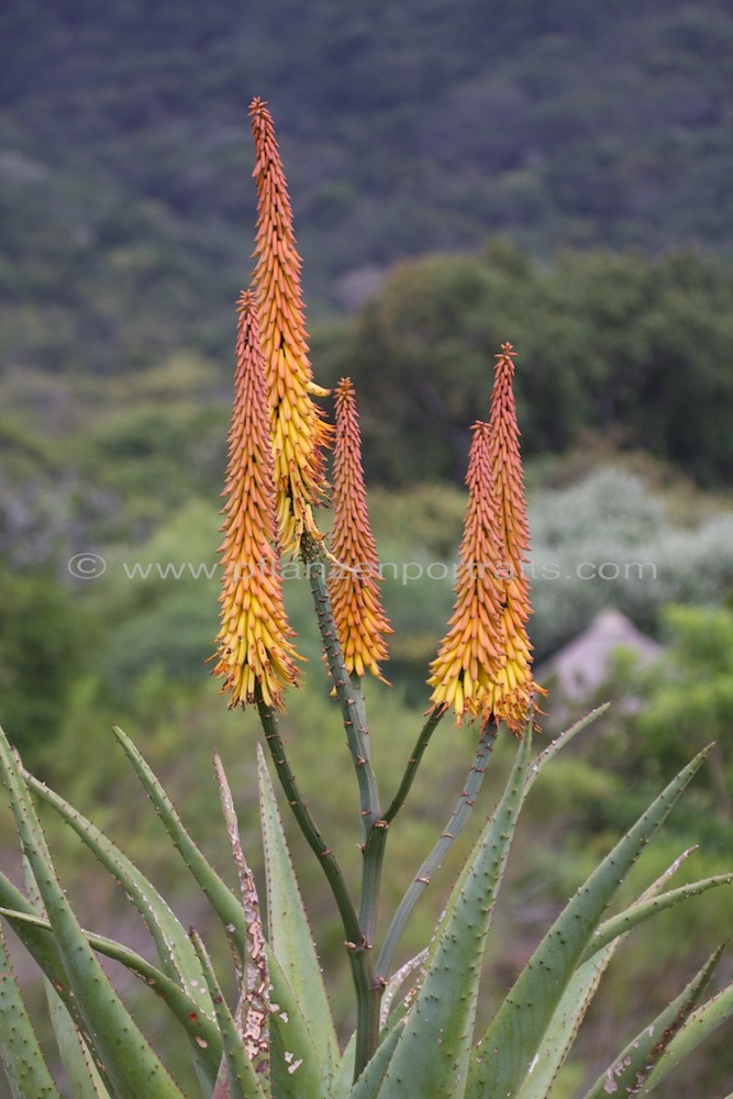 Aloe arborescens ferox Krantz Aloe 1.jpg