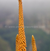 Aloe arborescens ferox Krantz Aloe.jpg