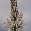 Asphodelus albus Affodill White asphodel.jpg