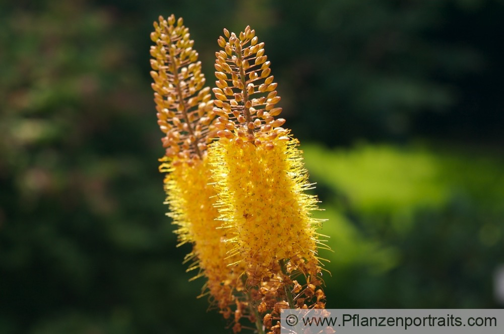 Eremurus isabellinus Isabellen-Steppenkerze Desert Candle.jpg