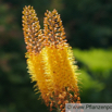 Eremurus isabellinus Isabellen-Steppenkerze Desert Candle.jpg