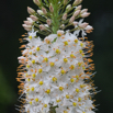 Eremurus robustus Turkestan Lilienschweif.jpg