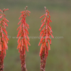 Kniphofia angustifolia Grass leaved Poker.jpg