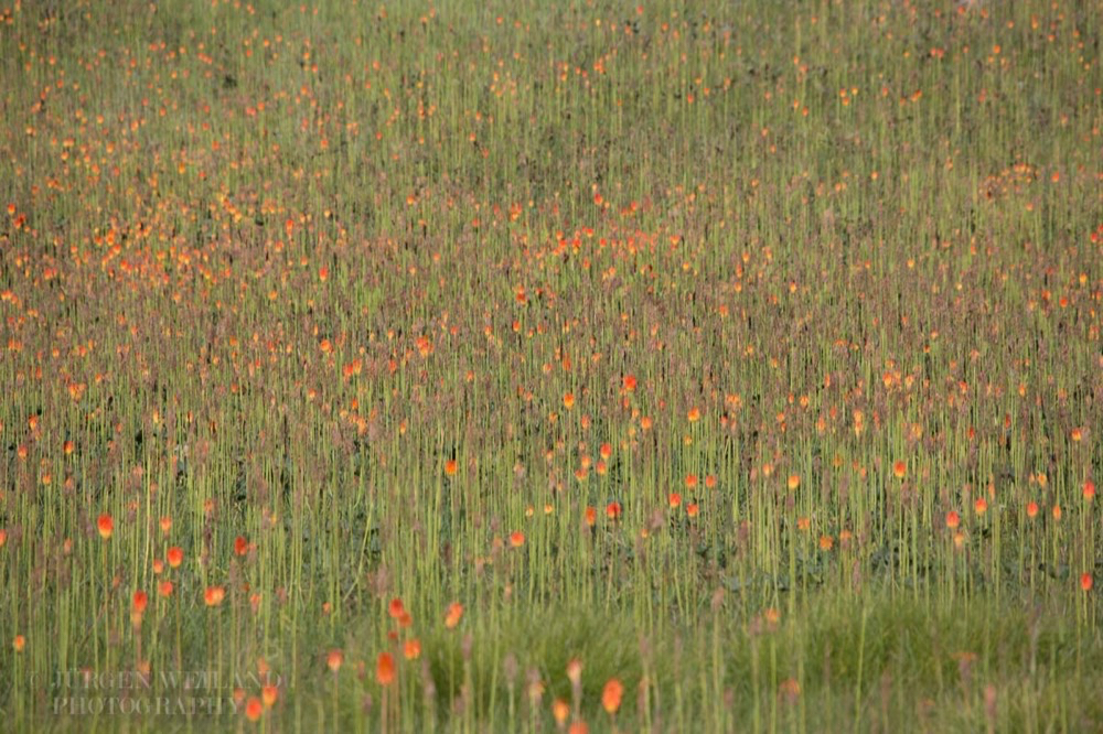 Kniphofia caulescens Lesotho Red-hot Poker.jpg