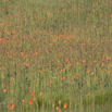 Kniphofia caulescens Lesotho Red-hot Poker.jpg