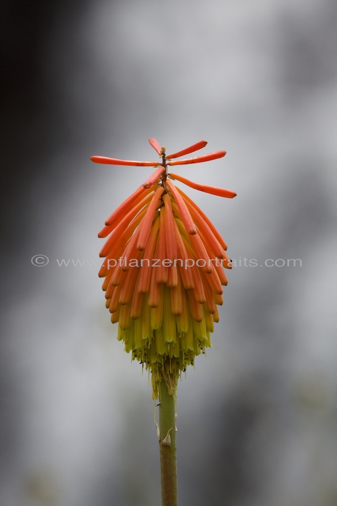 Kniphofia fluviatilis E_River Poker.jpg