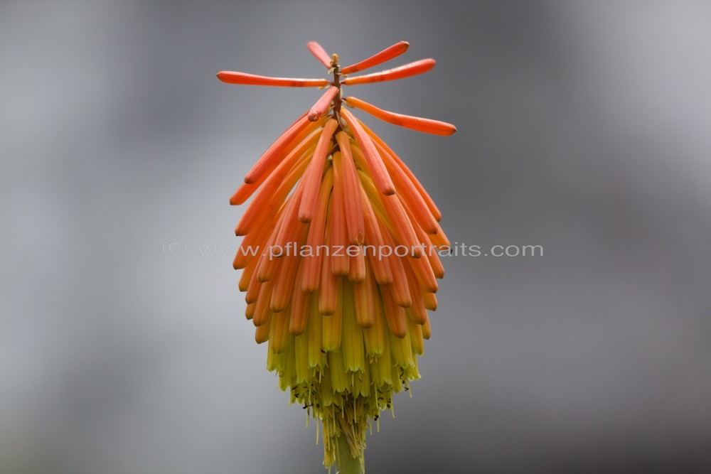 Kniphofia fluviatilis River Poker 1.jpg