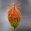 Kniphofia fluviatilis River Poker 1.jpg