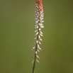 Kniphofia gracilis.jpg