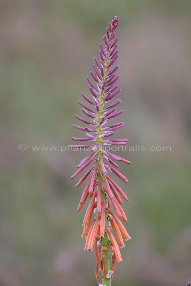 Kniphofia laxiflora Slender Poker 1.jpg