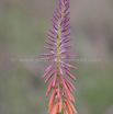 Kniphofia laxiflora Slender Poker 1.jpg