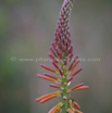 Kniphofia laxiflora Slender Poker.jpg