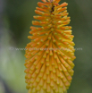 Kniphofia uvaria.jpg