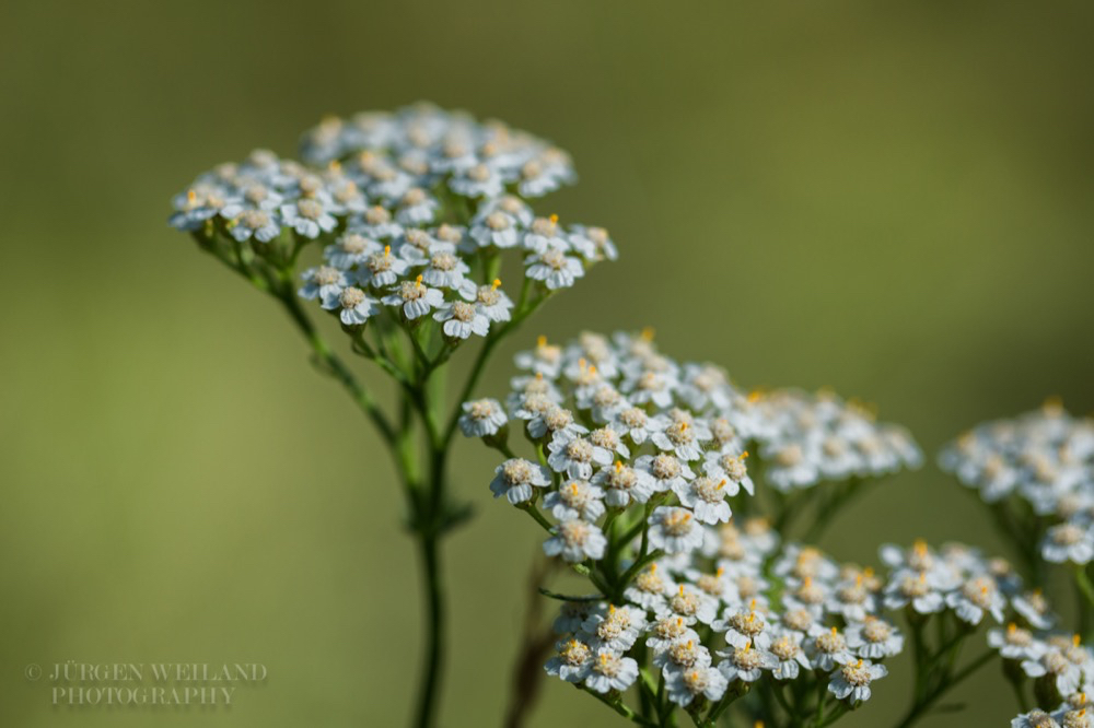 Achillea millefolium Schafgarbe Common Yarrow 2.jpg