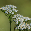 Achillea millefolium Schafgarbe Common Yarrow 2.jpg