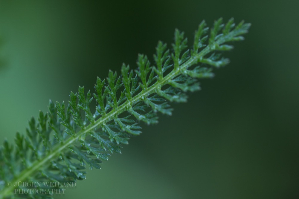 Achillea millefolium Schafgarbe Common Yarrow.jpg