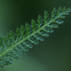 Achillea millefolium Schafgarbe Common Yarrow.jpg