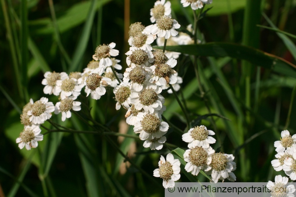 Achillea ptarmica Sumpf Schafgarbe Sneezewort 2.jpg