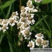 Achillea ptarmica Sumpf Schafgarbe Sneezewort 2.jpg