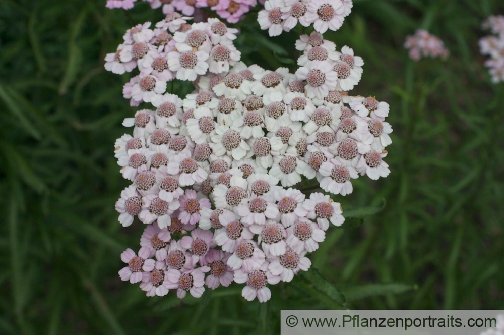 Achillea sibirica Sibirische Schafgarbe Siberian Yarrow.jpg