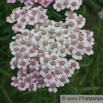 Achillea sibirica Sibirische Schafgarbe Siberian Yarrow.jpg