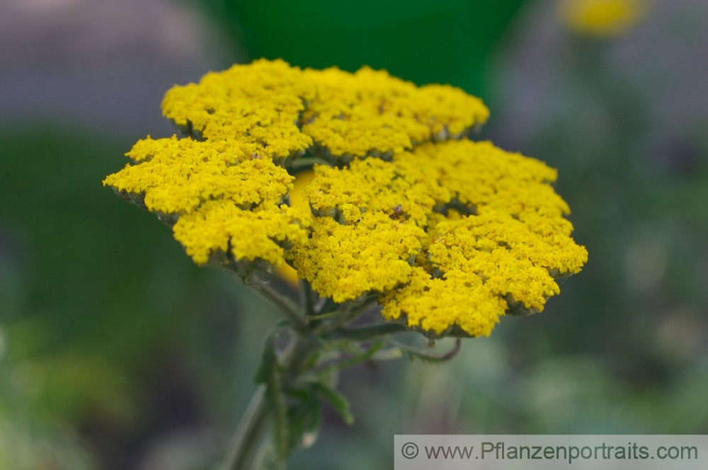 Achillea tomentosa Gelbe Schafgarbe Wooly Yarrow.jpg