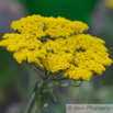 Achillea tomentosa Gelbe Schafgarbe Wooly Yarrow.jpg