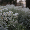 Anaphalis margaridacea Silberimmortelle Pearly everlasting.jpg