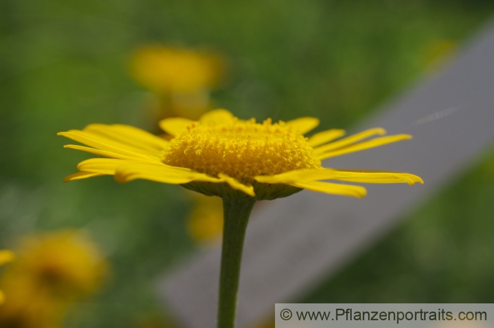 Anthemis tinctora Faerber-Hundskamille Dyers Chamomile 1.jpg